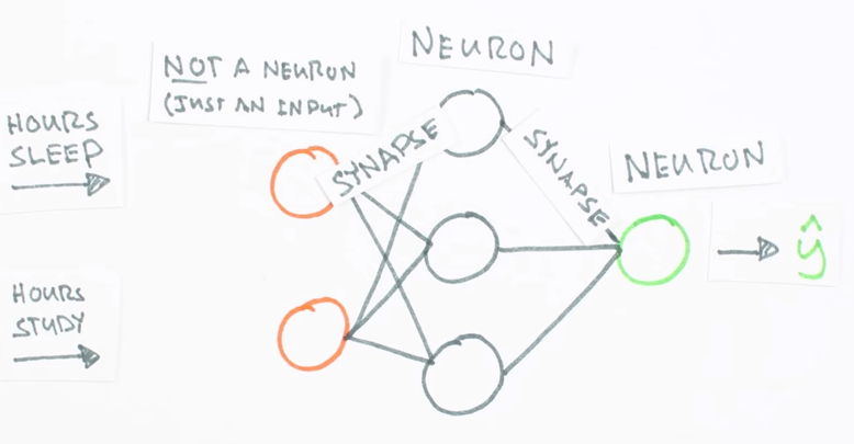 Neuron snapse