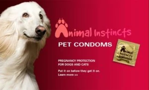 Condoms for pets- sfpca